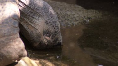 Bir nehirde Galapagos dev kaplumbağası içme suyu-Chelonoidis Nigra