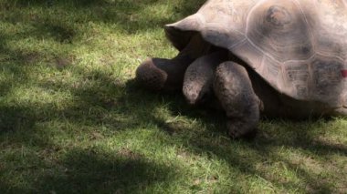 Galapagos devi kaplumbağası yiyen çim-Chelonoidis Nigra