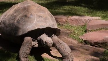 Galapagos devi kaplumbağası yiyen çim-Chelonoidis Nigra