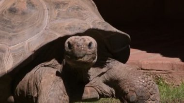 Galapagos devi kaplumbağa kaplumbağası doğal bir parkta yavaşça yürüyor