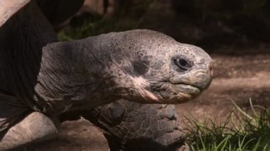 Galapagos devi Kaplumbağa yavaş yürüyüş-Chelonoidis Nigra