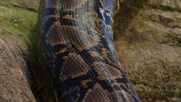 Cuerpo Escamoso Serpiente Pitón Reticulada Arrastrándose Terrario — Vídeos de Stock