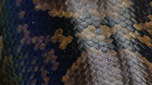 Schuppen Der Plattenepithelnatter Kriechen Python Reticulatus — Stockvideo