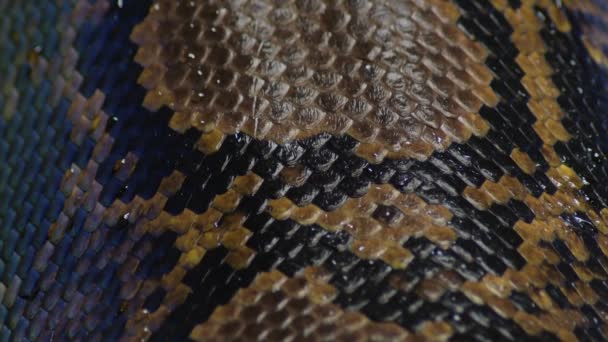 Чешуя Плоской Ретикуляционной Питонной Змеи Террариуме Python Reticulatus — стоковое видео