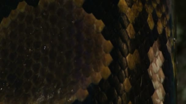 Pikkelyek laphámból, hálós Python kígyó csúszó egy terrárium