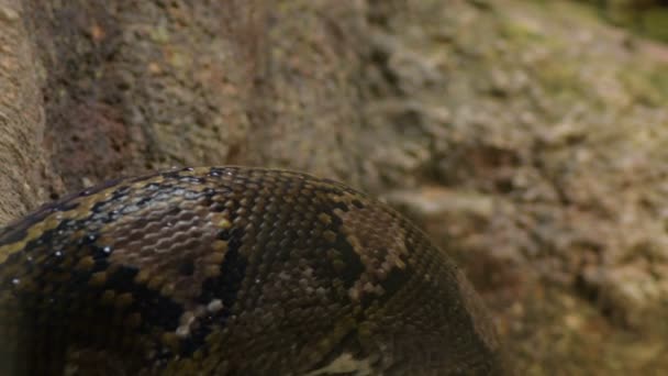 テラリウム Python Reticulatus でクロールする 網目状のパイソンヘビの体 — ストック動画