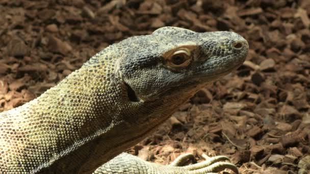 Komodo Drache Oder Komodo Monitor Dreht Ihren Kopf Und Blickt — Stockvideo