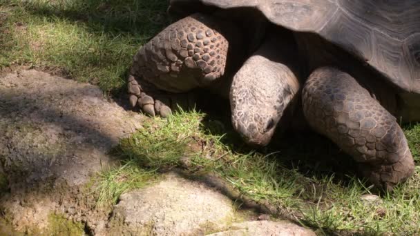 Galapagos Gigantyczny Żółw Turtle Jedzą Trawę Naturalnym Parku — Wideo stockowe