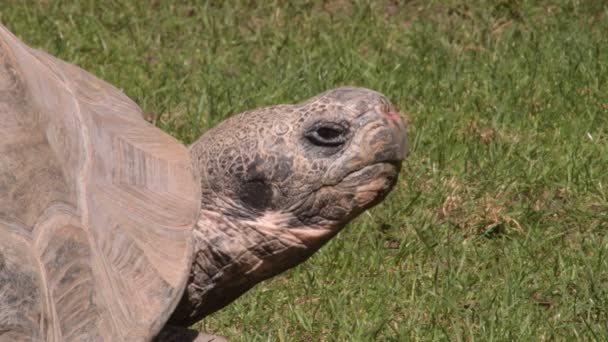 Galapagos Devi Kaplumbağa Kaplumbağası Chelonoidis Nigra — Stok video