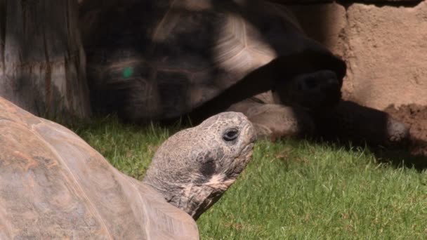 Galapagos Devi Kaplumbağa Kaplumbağaları Chelonoidis Nigra — Stok video