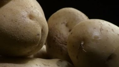 Natural potatoes vegetables gyrating on black background. Solanum tuberosum