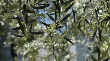 Zeytin ağacı yaprakları ve zeytin çiçekleri büyüyor.