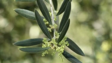 Zeytin yapraklarında yetişen zeytin ağacı çiçeği