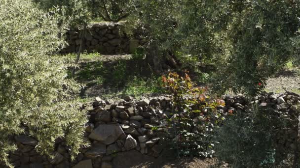 Pierres Dans Les Anciennes Terrasses Agricoles Faites Main Par Les — Video