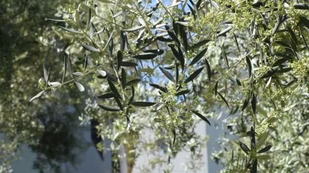 Оливковые Листья Оливковыми Листьями — стоковое видео