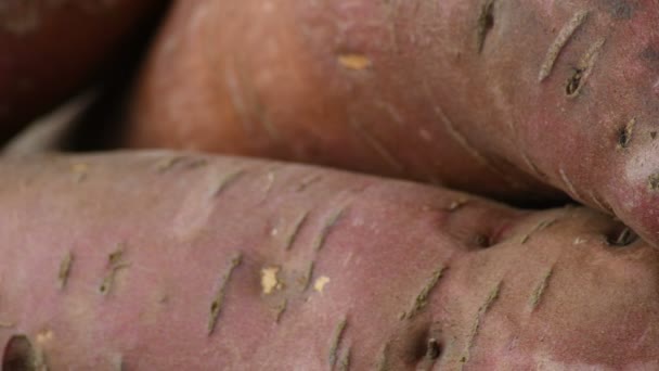 Batata Doce Uma Montanha Girando Ipomoea Batatas — Vídeo de Stock