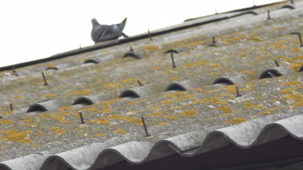 鳩と産業小屋のアスベストスの古いタイルの屋根 — ストック動画