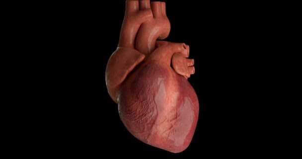 Human Heart Beating Loop — Stock Video