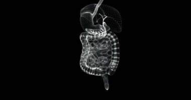 İnsan sindirim sisteminin 3 boyutlu hologram gösterimi - döngü