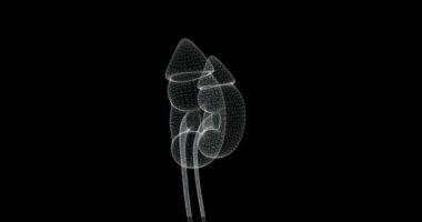 İnsan vücudunda idrar sistemi hologram ekran 3D