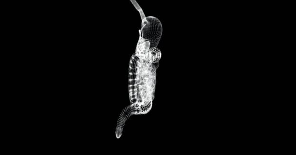 人間の体の大小の腸のホログラム画面3D ループ — ストック動画