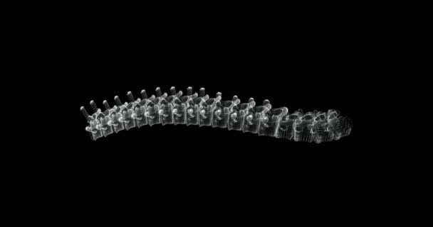 ヒトの体内の椎骨列のホログラム画面3D Loop — ストック動画