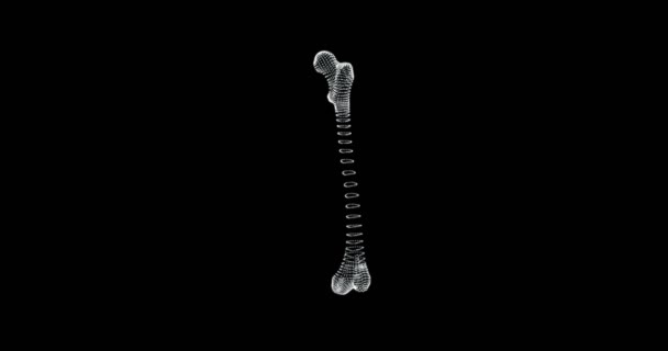 ヒトの体内での大腿骨骨骨のホログラム表現画面3D Loop — ストック動画