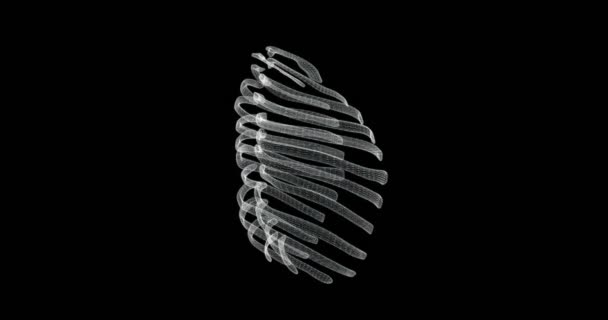 人間の体内の骨構造肋骨のプレゼンテーション画面3D ループ — ストック動画