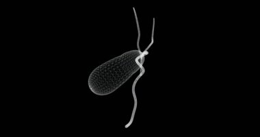 Safra kesesi döngüsünün hologram ekranı