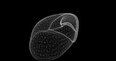 İnsan sindirim sistemindeki karaciğerin 3 boyutlu hologram ekran görüntüsü - döngü