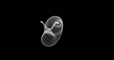 İnsan sindirim sistemindeki pankreasın 3 boyutlu hologram ekranı - döngü