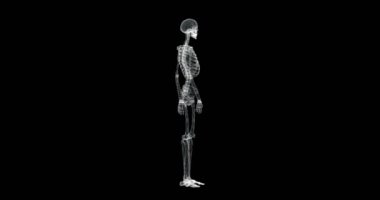 İnsan iskeletinin dönüşünün 3 boyutlu hologram ekranı - döngü