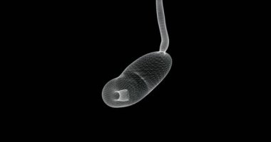 İnsan sindirim sistemindeki midenin 3 boyutlu hologram ekran görüntüsü - döngü