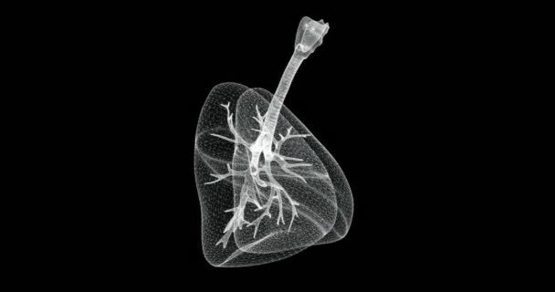 呼吸器 人体の気管支のホログラム画面 ループ — ストック動画