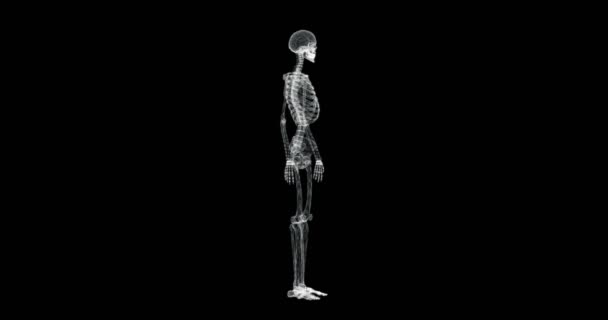 Экран Голограммы Вращения Скелета Человека Петля — стоковое видео