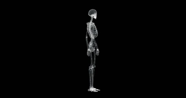 Hologram Screen Human Skeleton Spinning Loop — 비디오