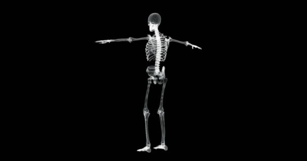Tela Holograma Esqueleto Humano Que Gira Posição Vitruviana Laço — Vídeo de Stock