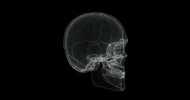 人体の頭蓋骨骨のホログラム画面 ループ — ストック動画