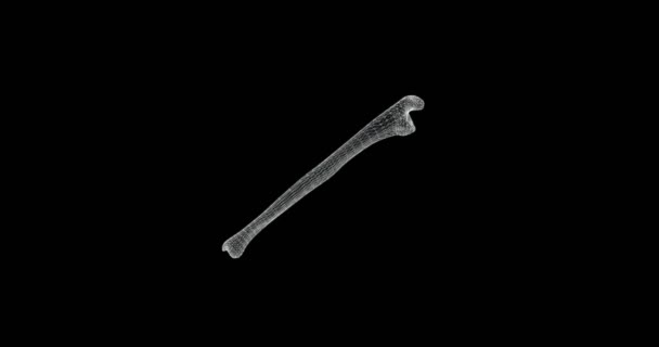 人体骨格のウルナ骨のホログラム表現画面3D Loop — ストック動画