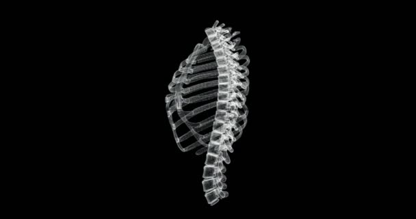 胸部構造 胸骨および脊柱のホログラム画面 ループ — ストック動画