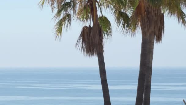 Φοινικόδεντρο Και Γαλανή Ήρεμη Θάλασσα Μια Καλοκαιρινή Μέρα — Αρχείο Βίντεο