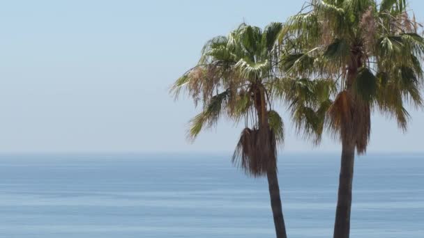 Palm Tree Together Blue Calm Sea Summer Day — Stok video