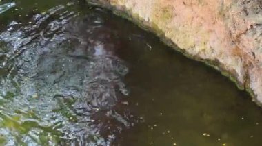 Hippos in the river of a zoo natural park - Choeropsis liberiensis