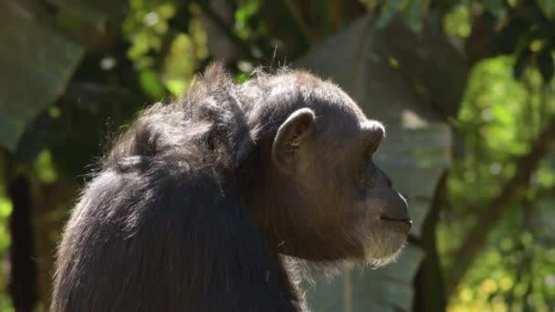 Gewone Chimpansee Zittend Een Natuurpark Pan Troglodytes — Stockvideo