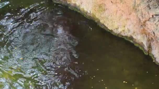 动物园自然公园河流中的河马 自由拟南芥 — 图库视频影像