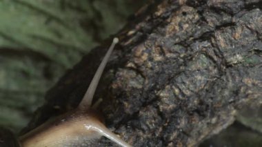 African giant snail crawling slowly - Achatina fulica