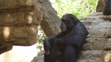 Common chimpanzee monkey sitting in a natural park - Pan troglodytes