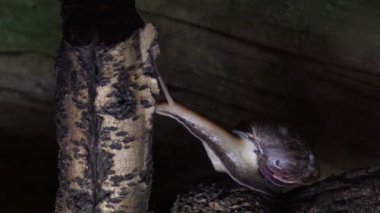 African giant snail crawling in a terrarium - Achatina fulica