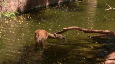 West African Sitatunga eating in a river - Tragelaphus spekii
