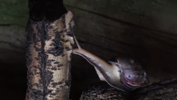 Caracol Gigante Africano Rastejando Terrário Achatina Fulica — Vídeo de Stock